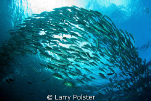 Hundreds of Jacks schooling at barracuda point. D300-Toki... by Larry Polster 